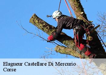 Elagueur  castellare-di-mercurio-20212 Corse