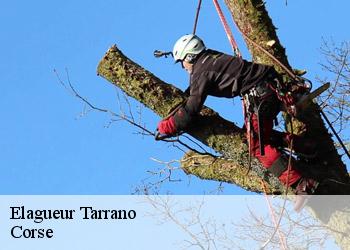 Elagueur  tarrano-20234 Corse