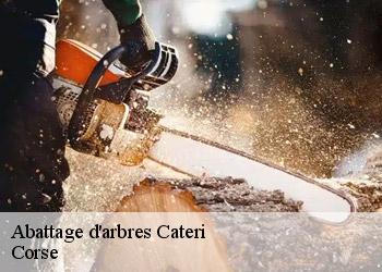 Abattage d'arbres  cateri-20225 Corse