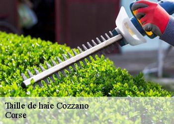 Taille de haie  cozzano-20148 Corse