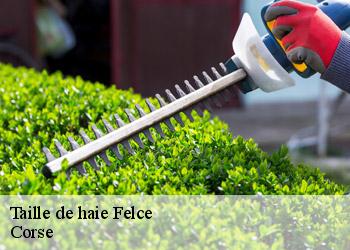 Taille de haie  felce-20234 Corse