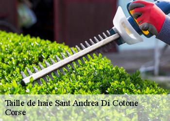 Taille de haie  sant-andrea-di-cotone-20221 Corse