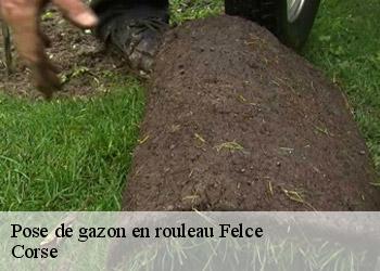 Pose de gazon en rouleau  felce-20234 Corse