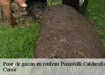 Pose de gazon en rouleau  pianotolli-caldarello-20131 Corse