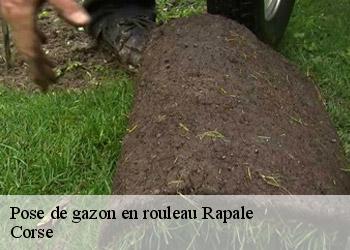 Pose de gazon en rouleau  rapale-20258 Corse