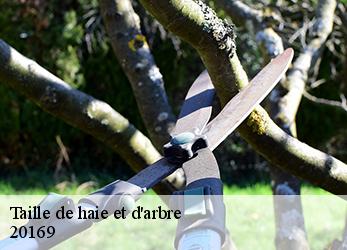 Taille de haie et d'arbre  20169