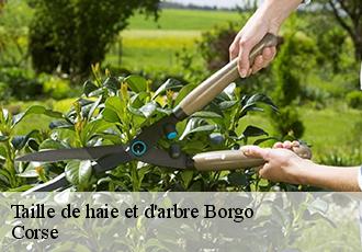 Taille de haie et d'arbre  borgo-20290 Corse