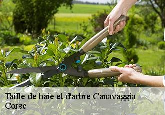 Taille de haie et d'arbre  canavaggia-20235 Corse