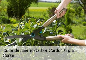 Taille de haie et d'arbre  cardo-torgia-20190 Corse