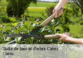 Taille de haie et d'arbre  cateri-20225 Corse