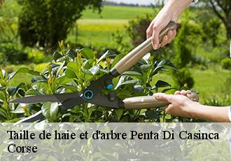 Taille de haie et d'arbre  penta-di-casinca-20213 Corse