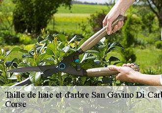 Taille de haie et d'arbre  san-gavino-di-carbini-20170 Corse