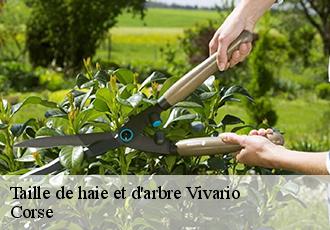 Taille de haie et d'arbre  vivario-20219 Corse