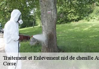 Traitement et Enlevement nid de chenille  arbori-20160 Corse