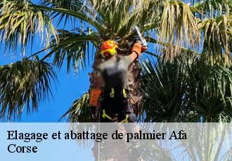 Elagage et abattage de palmier  afa-20167 Corse