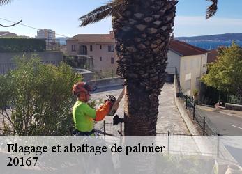 Elagage et abattage de palmier  20167