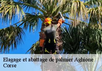 Elagage et abattage de palmier  aghione-20270 Corse