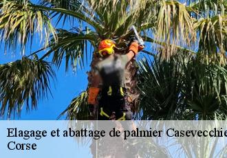 Elagage et abattage de palmier  casevecchie-20270 Corse