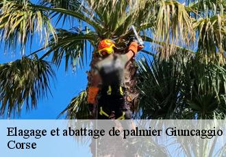 Elagage et abattage de palmier  giuncaggio-20251 Corse