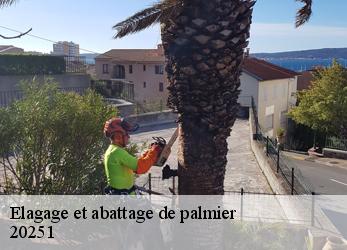 Elagage et abattage de palmier  20251