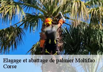 Elagage et abattage de palmier  moltifao-20218 Corse