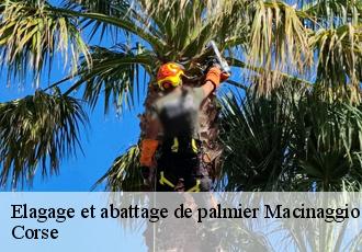 Elagage et abattage de palmier  macinaggio-20248 Corse