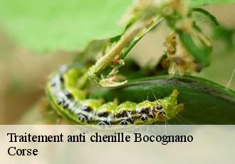 Traitement anti chenille  bocognano-20136 Corse