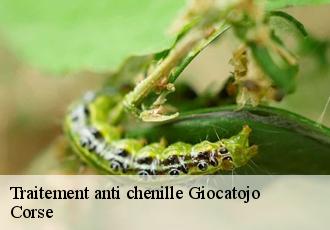 Traitement anti chenille  giocatojo-20237 Corse