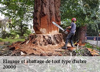 Elagage et abattage de tout type d'arbre  20000