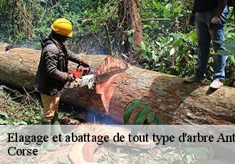 Elagage et abattage de tout type d'arbre  antisanti-20270 Corse